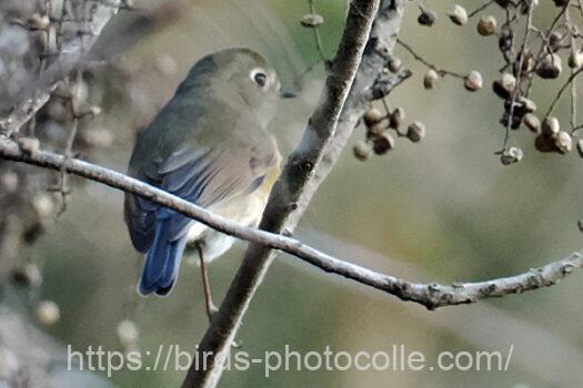 ルリビタキ230226