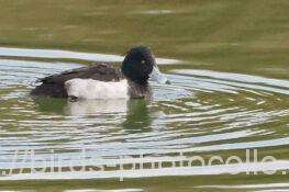 キンクロハジロ　2026.01.29