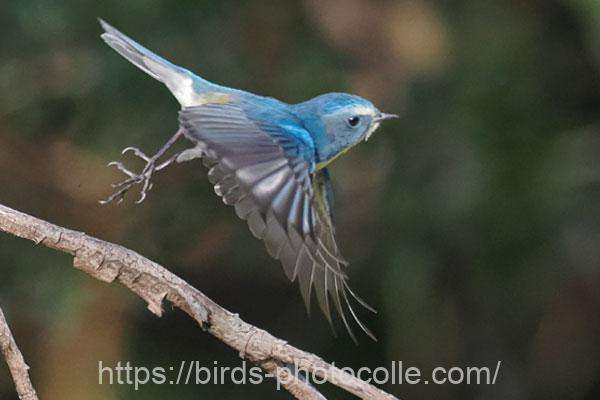 ルリビタキ♂　2026.03.05