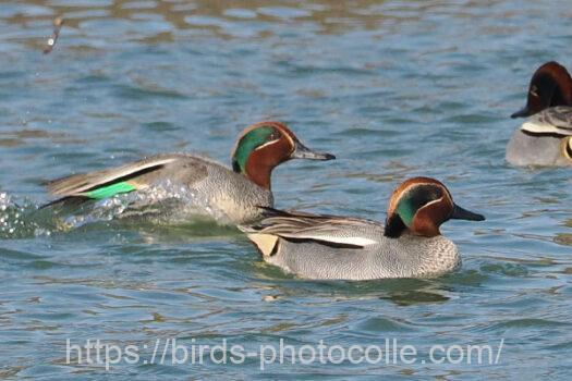 コガモ　2024.03.13