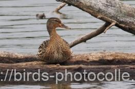 冬鳥マガモ 2025.05.23