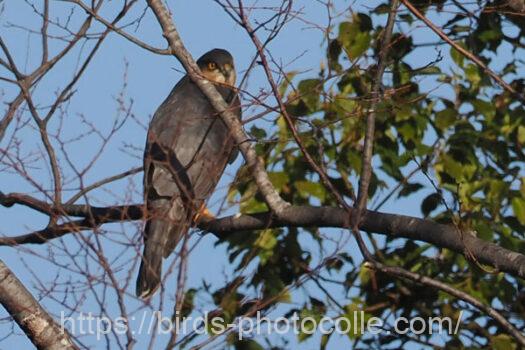 ハイタカ　2025.03.07