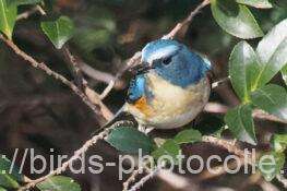 ルリビタキ　2026.02.18