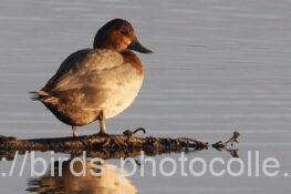 ホシハジロ　2025.12.19