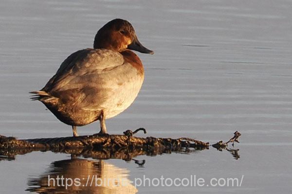 ホシハジロ　2025.12.19