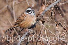 ホオジロ　2026.02.09