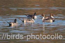 オナガガモ　2026.02.12