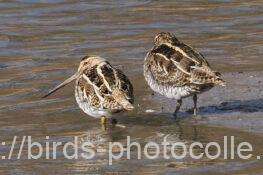 タシギ　2026.01.10