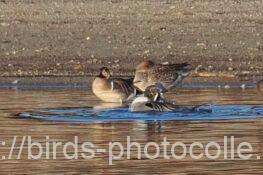トモエガモ（右の2羽はオナガガモ）　2026.02.18