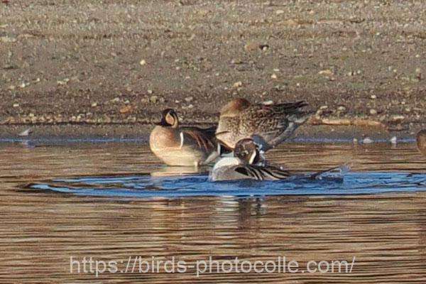 トモエガモ（右の2羽はオナガガモ）　2026.02.18