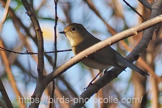 ルリビタキ221209-1