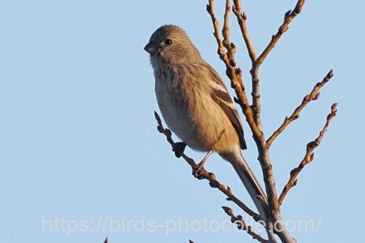 ベニマシコ　2024.01.27