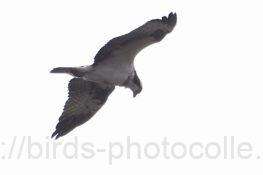 ミサゴ　2026.01.27