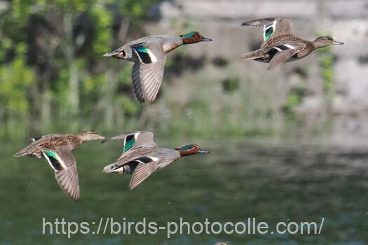 コガモ　 2024.04.25