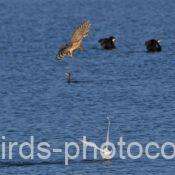 オオタカ、コサギを狙う 2025.11.16