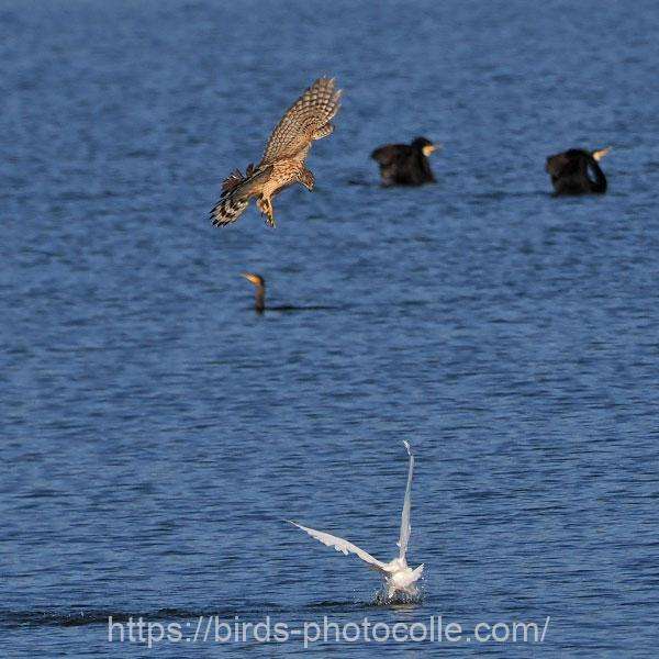 オオタカ、コサギを狙う 2025.11.16
