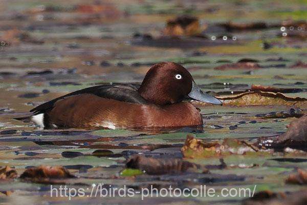 メジロガモ 2025.11.28
