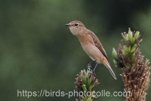 ノビタキ　2024.09.30