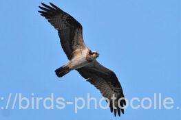 ミサゴ　2026.02.17