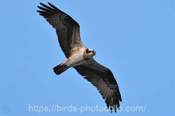 ミサゴ　2026.02.17