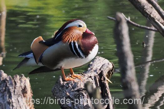 オシドリ　2024.05.17