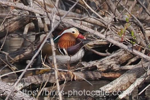 ♂２羽♀1羽確認オシドリ　2025.04.07