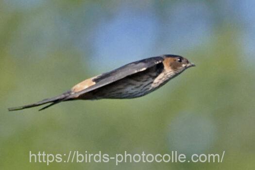 コシアカツバメ　2024.07.04