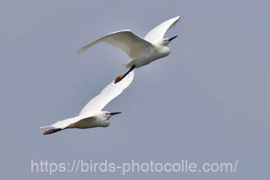 コサギ　2024.05.22