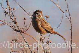 ホオジロ　2025.11.20