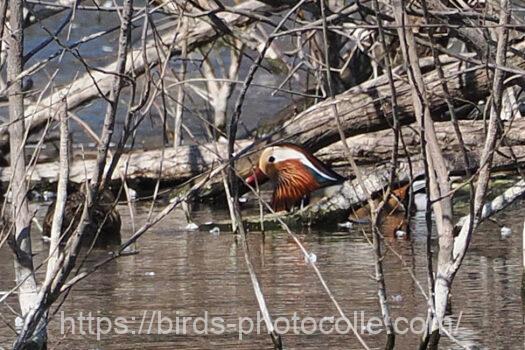 オシドリ　2025.04.04