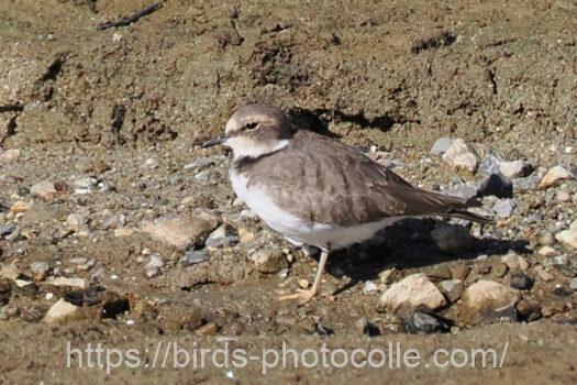 イカルチドリ221103