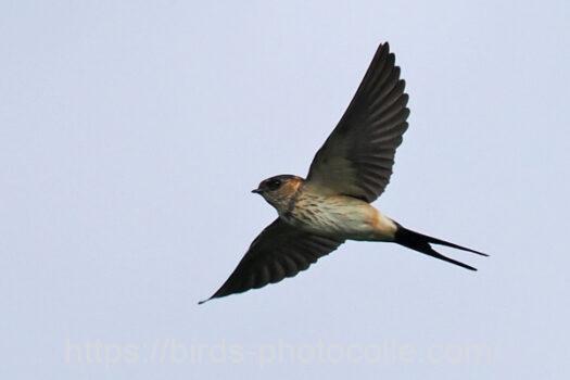 コシアカツバメ220902