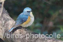 ルリビタキ♂　2026.02.10