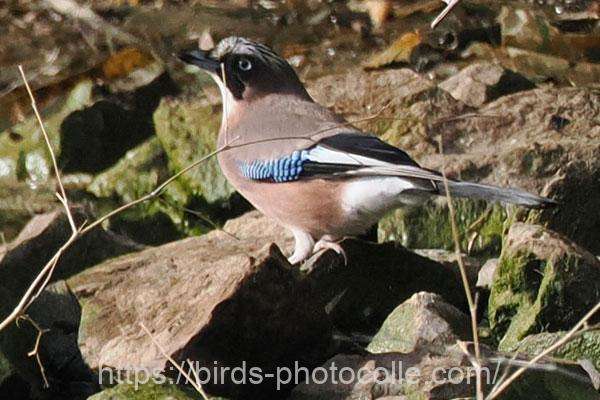 カケス　2026.02.24