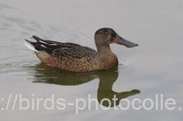 ハシビロガモ 2025.09.17