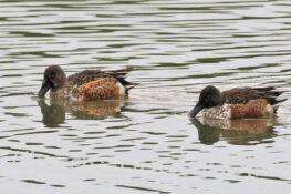 ハシビロガモ 2025.11.01