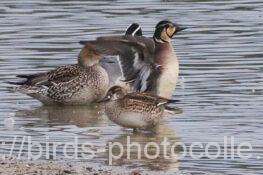 トモエガモ（後方はオナガガモ2羽）　2026.01.27