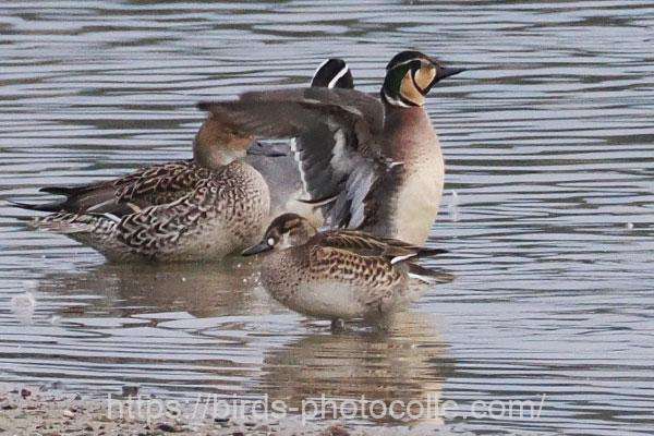 トモエガモ(後方はオナガガモ2羽) 2026.01.27