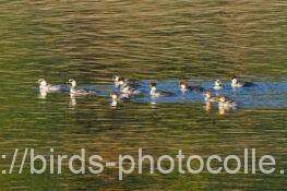 ミコアイサ　2025.11.29