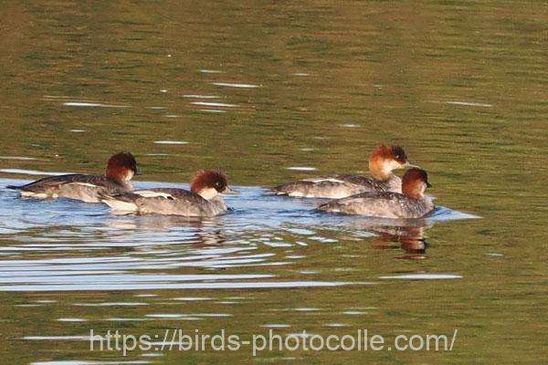 ミコアイサ　2025.11.15