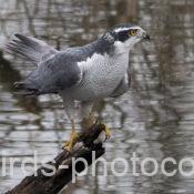 オオタカ 2025.03.24