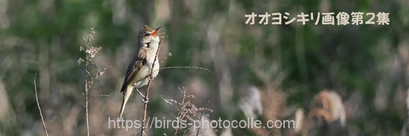 勅使池周辺の野鳥オオヨシキリ