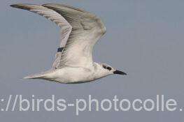 クロハラアジサシ　2025.11.14