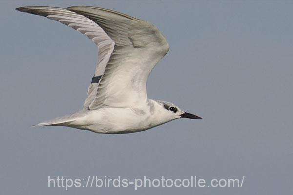 クロハラアジサシ　2025.11.14