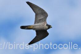 ハヤブサ221018-1