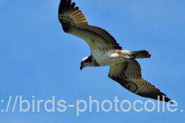 ミサゴ　2025.10.06