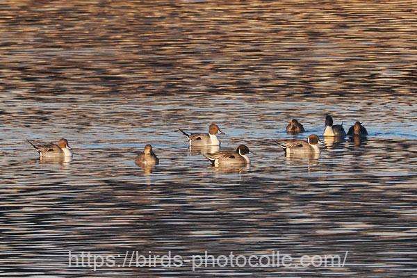 オナガガモ　2025.12.29