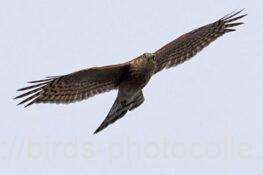 ハイタカ幼鳥　2025.11.08