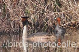 カイツブリとカンムリカイツブリ 2023.05.22