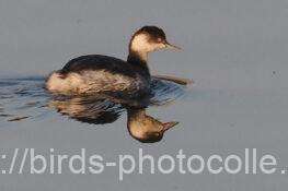 ハジロカイツブリ　2025.12.17